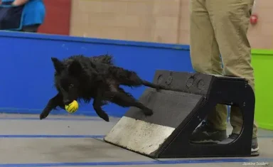 Boo+flyball-1920w