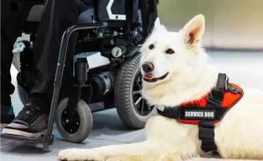 service+dog-1920w